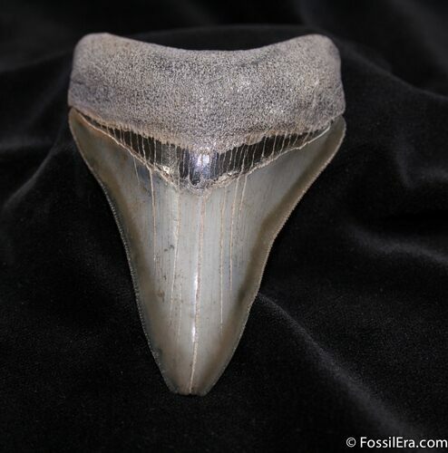 Glossy Inch Georgia Megalodon Tooth #1505